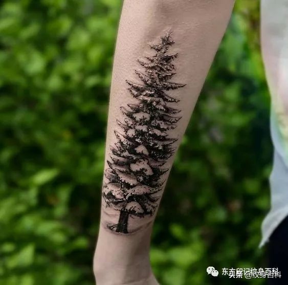 适合广大纹友的松树纹身,你有吗?