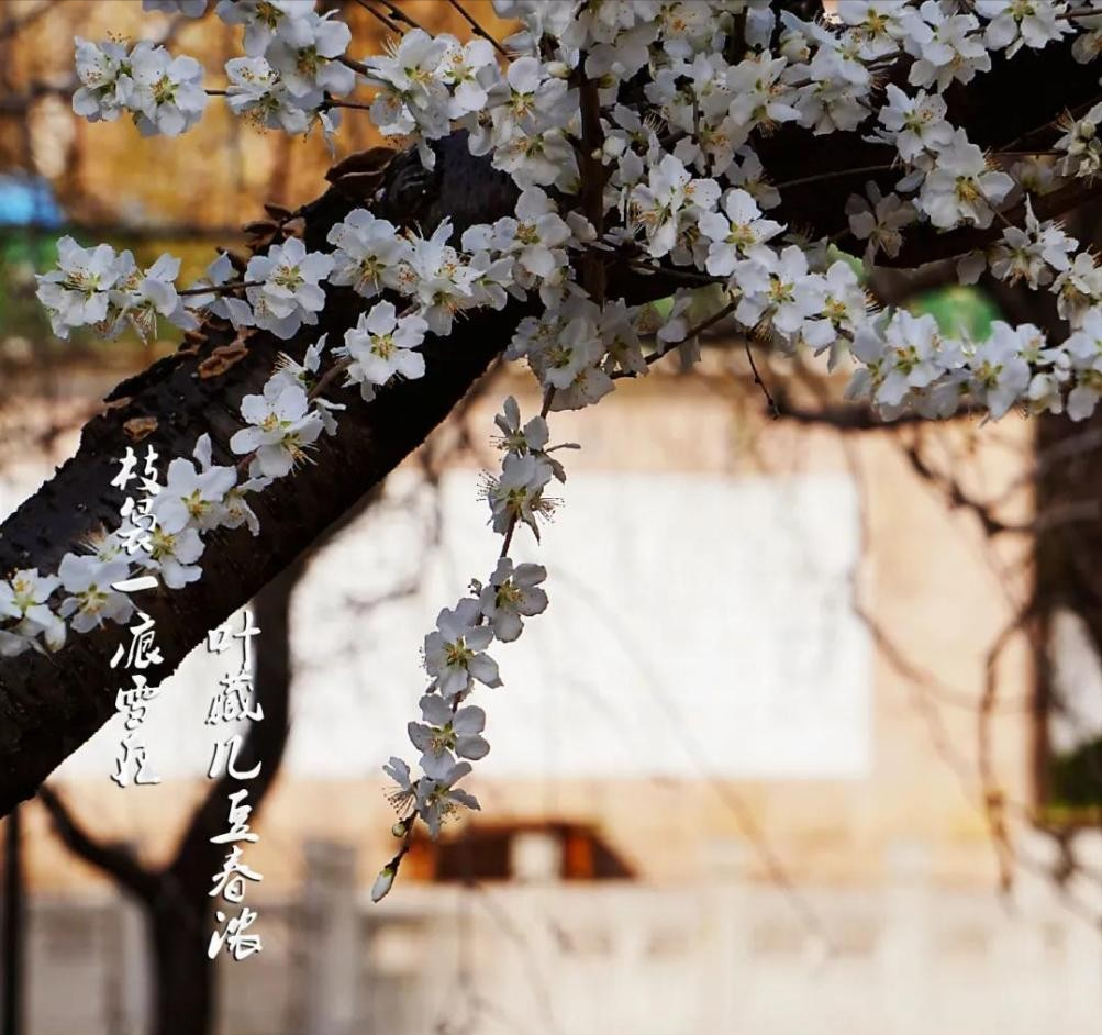 神仙颜值！北京语言大学“最美校花”高清大图来袭，总有一款你喜欢！