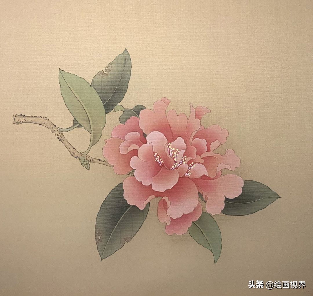 山茶花怎么画教程（简单几步教你画出山茶花）