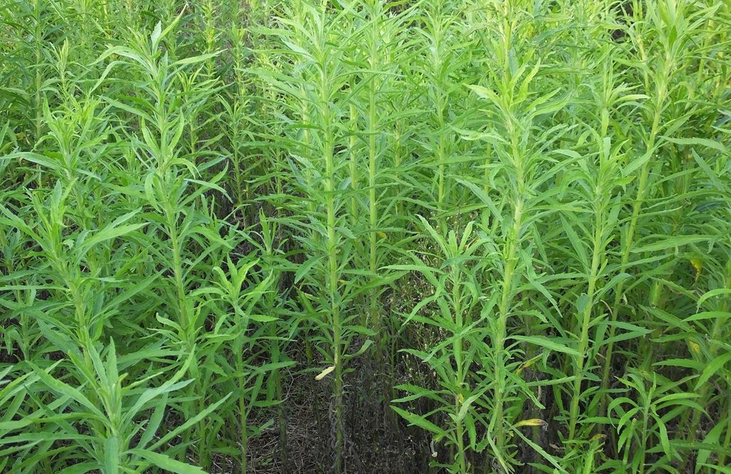 田里的"千层草",农民不识以为是杂草,其实它是"宝"!