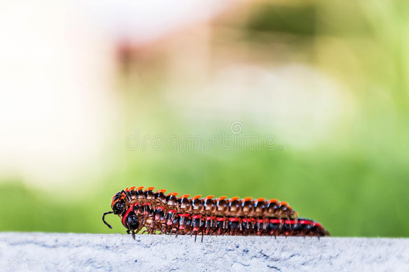 这五种小虫子，我想大家在家里都见过