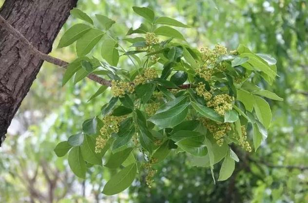 桃花心木图片(非洲一种树) - 赤虎壹号