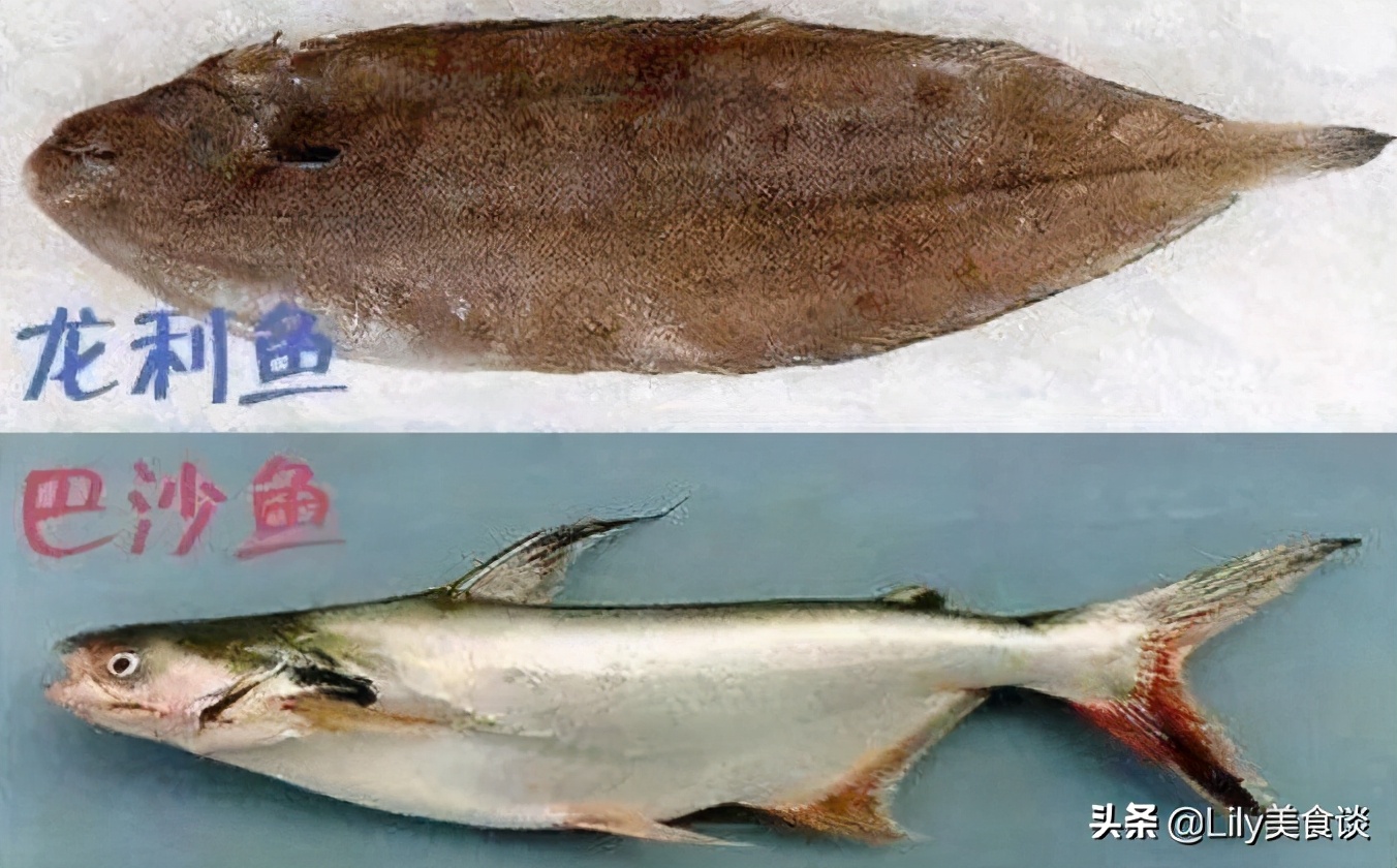 龍利魚是什么魚,龍利魚是什么魚圖片