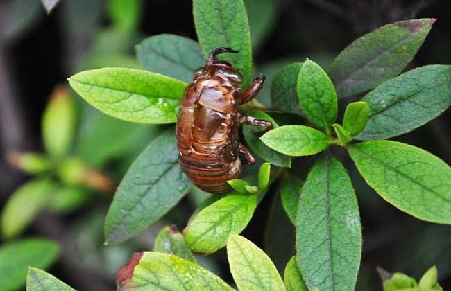 2018年金蝉养殖效益分析2018金蝉的价格多少钱一斤及养殖前景