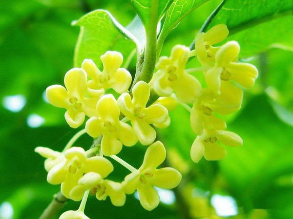 描写桂花香味的优美句子 形容桂花香的朋友圈说说图片
