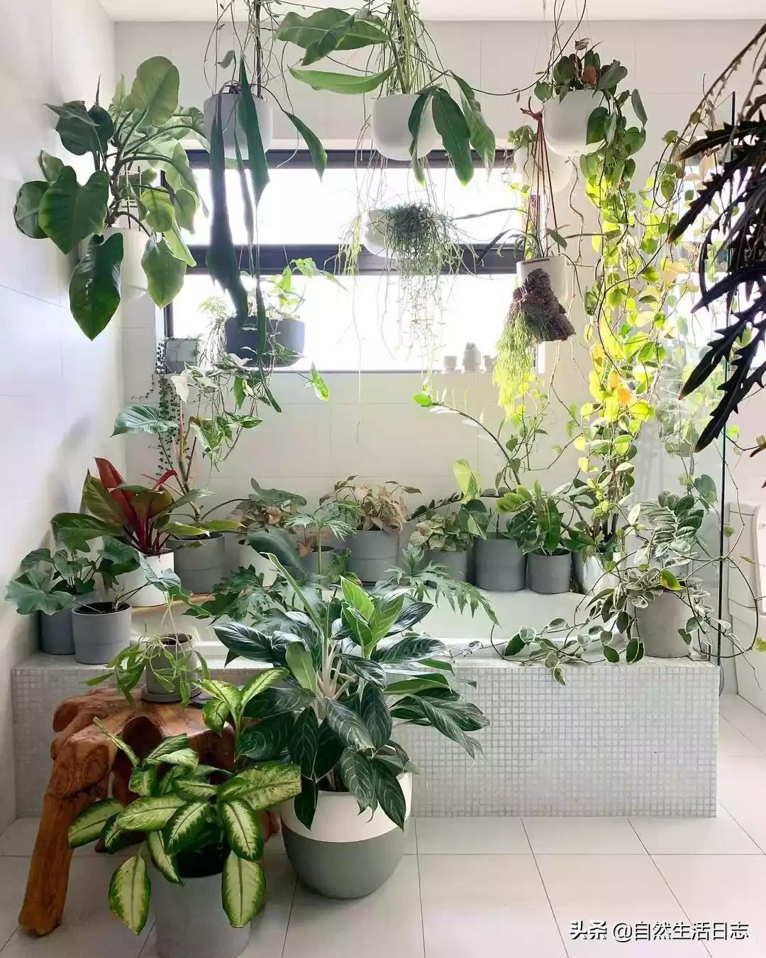 50种室内布置绿植搭配参考,一棵小植物,就能让你的生活更有趣
