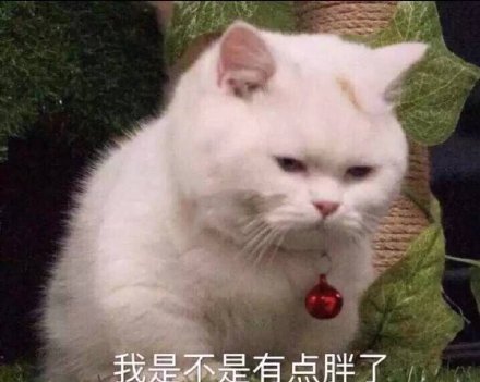 猫咪可爱表情包