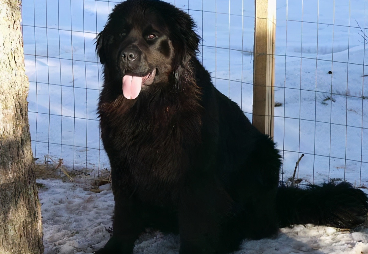 纽芬兰犬也是有黑色的,而且黑色的纽芬兰犬还特别的好看,体型特别的