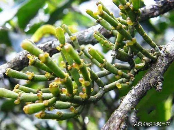 人称“螃蟹脚”，寄生在深山老树上，营养价值高，已成高端茶饮品