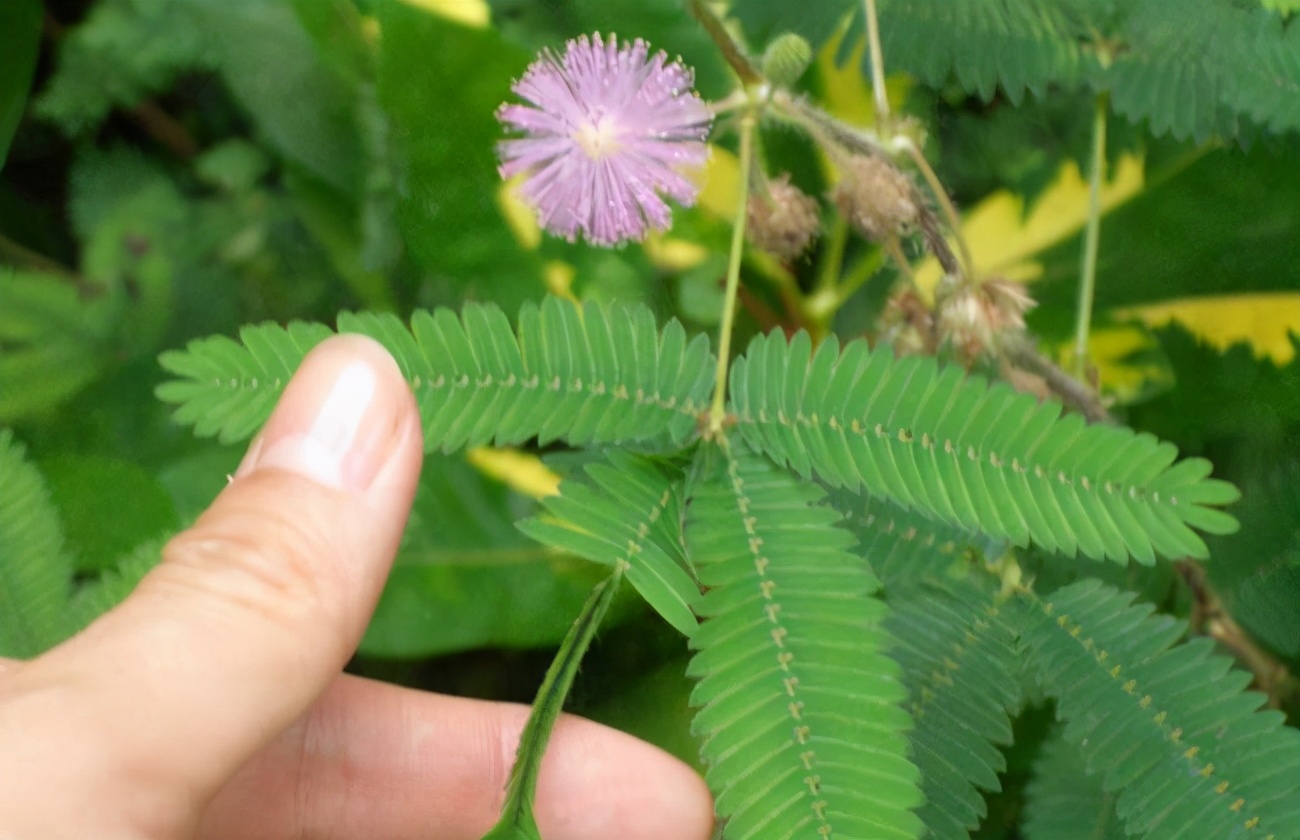 郁金香花期能开几天（揭秘郁金香花期时长）