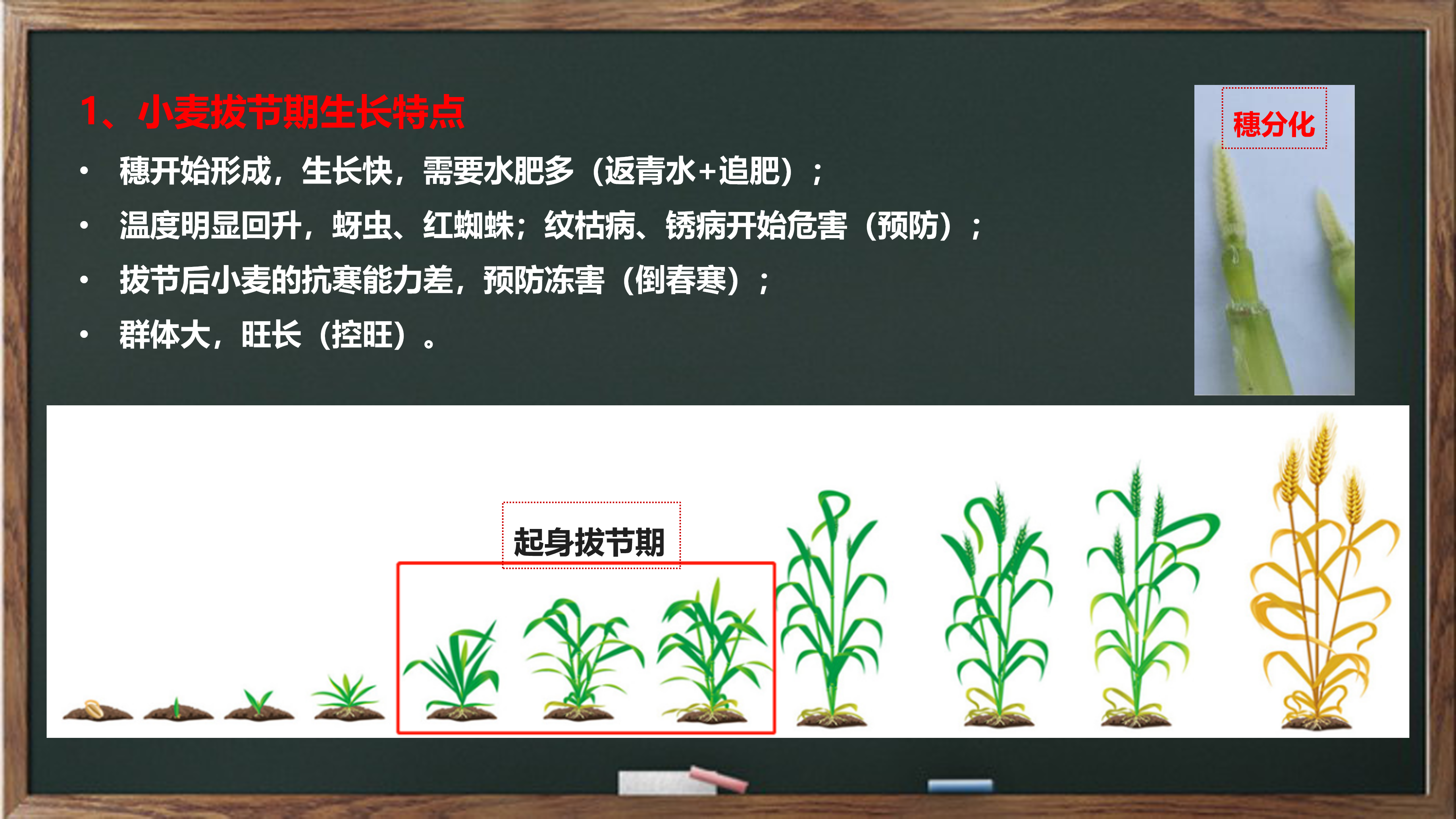 小麦生长周期（一张图带你看懂小麦的生育期）