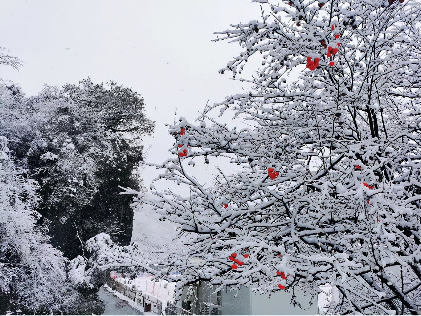 冬雪落下的刹那，金佛山美成了童话！