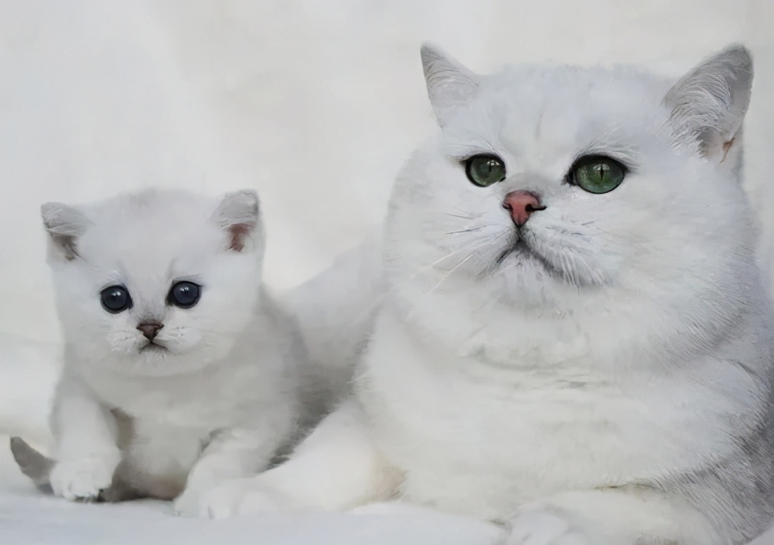 英国短毛猫丨银渐层