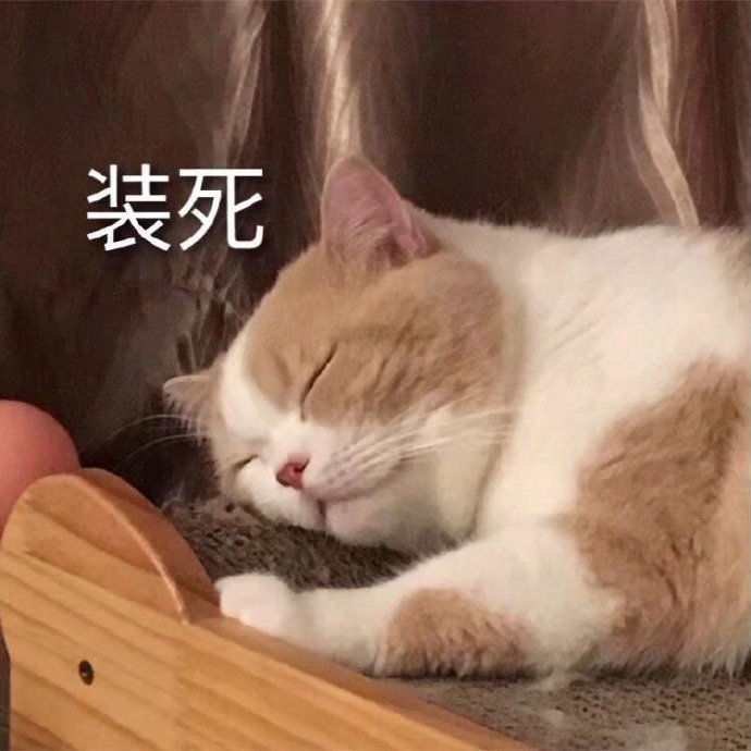 猫猫表情包合集｜你是猪头吗？