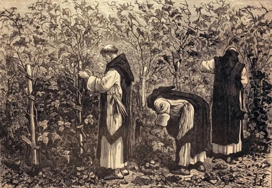 独家｜罗曼尼康帝庄主：葡萄酒变成奢侈品是很危险的事情