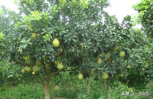 柚子的种植管理技巧