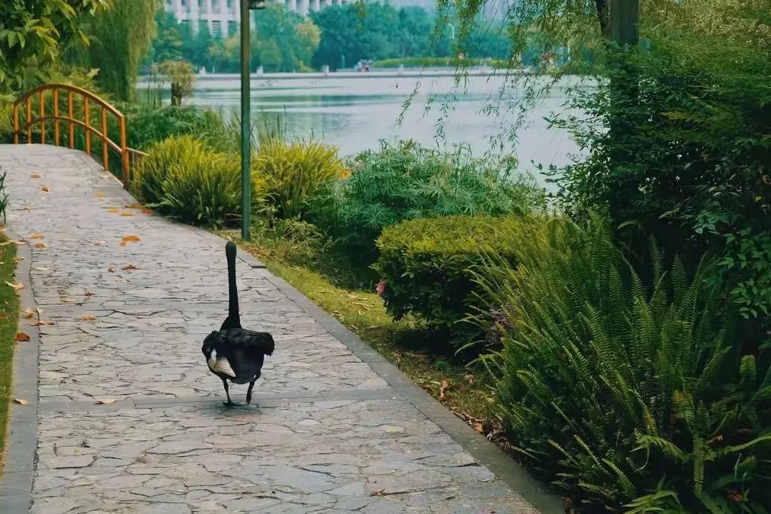 重庆大学，为啥这么牛