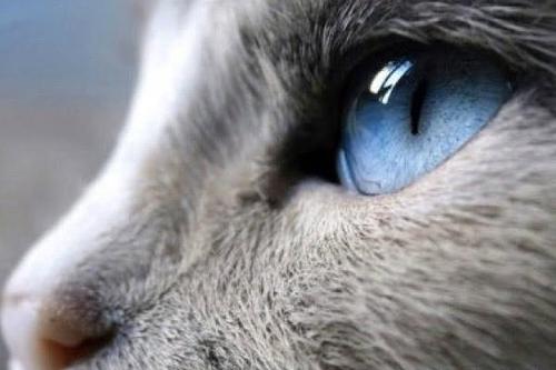 猫咪真的能看见诡异的东西吗？揭秘猫咪的眼睛