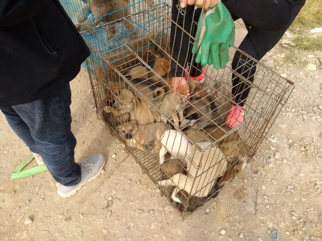 狗市:价格低廉的土狗批发受人欢迎,也要注意别买到"星期狗"!