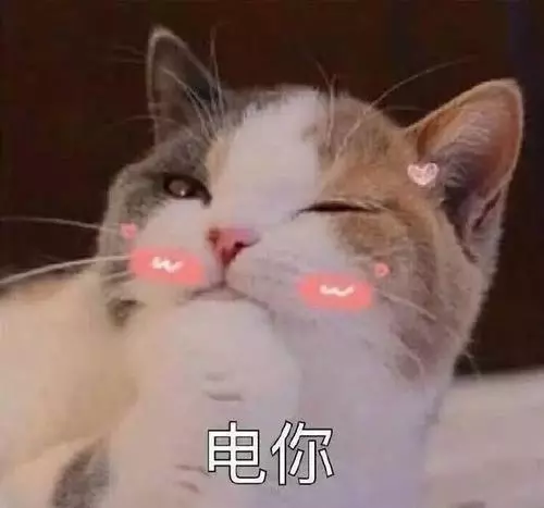 九大常见猫咪品种，你喜欢哪个？