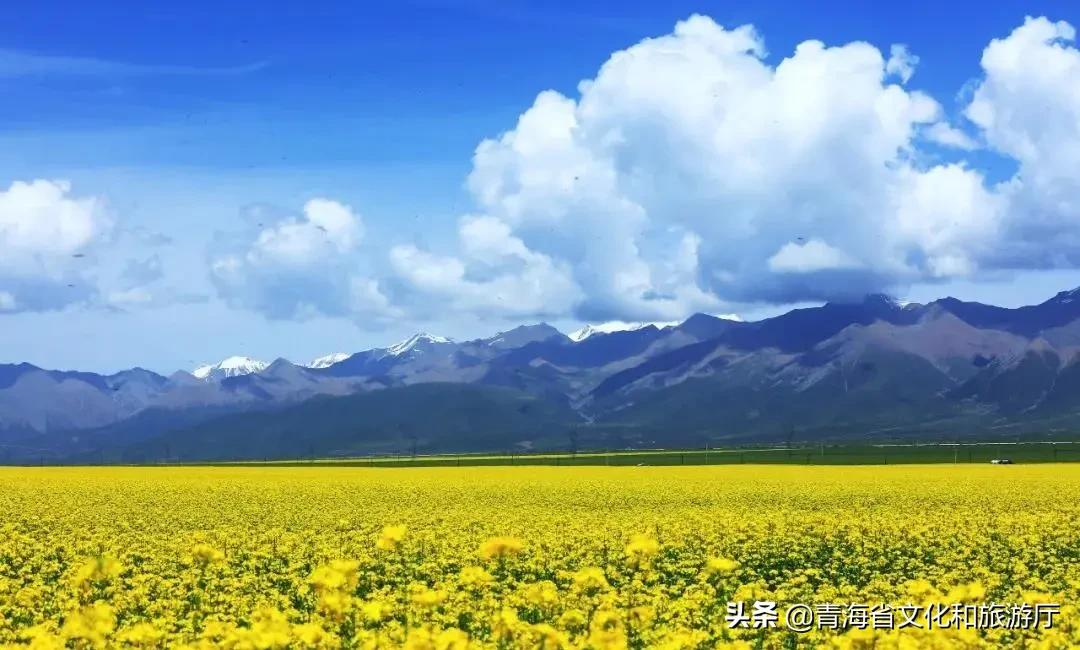 青海油菜花几月份去最好（美成了一幅浑然天成的油画）