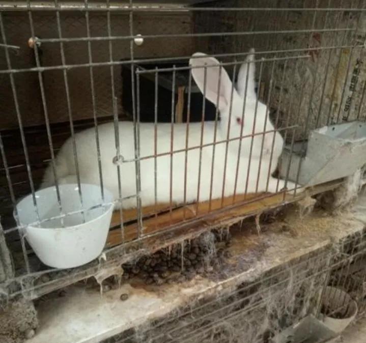 所以,要想知道农民为啥不靠养殖兔子致富,就要去