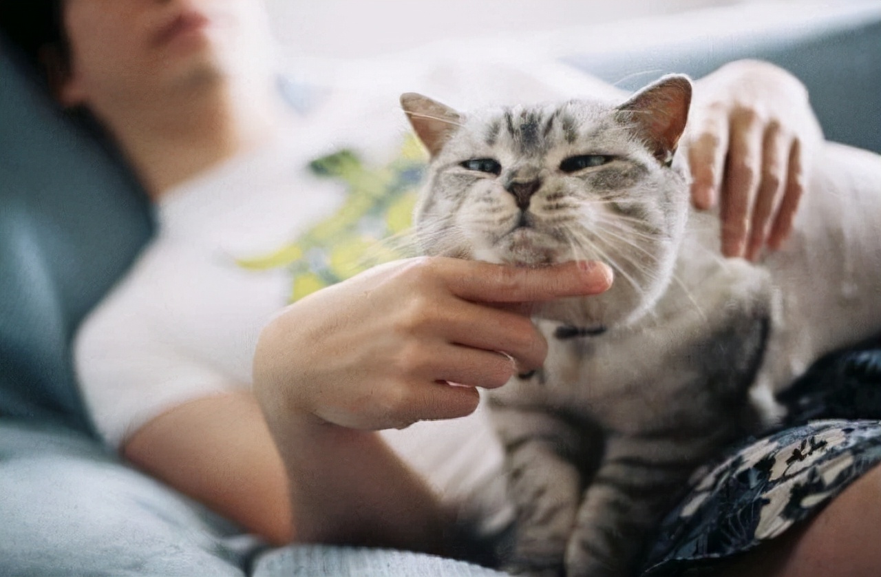 养猫的好处有哪些（分享几个养猫的好处和坏处）