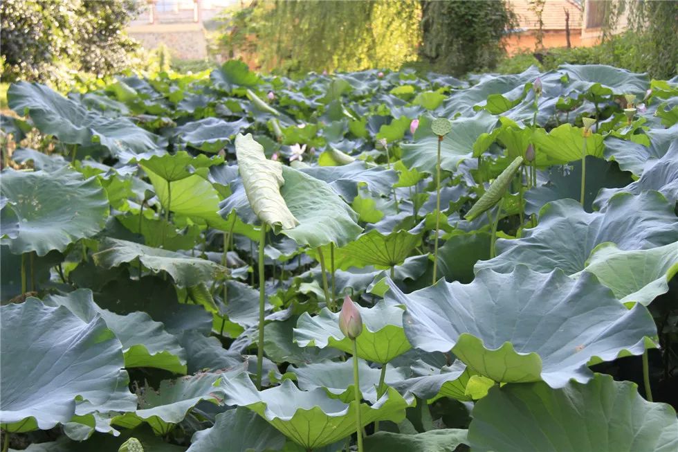 「名校解读」学子乐园、人才摇篮——广西民族大学附属中学