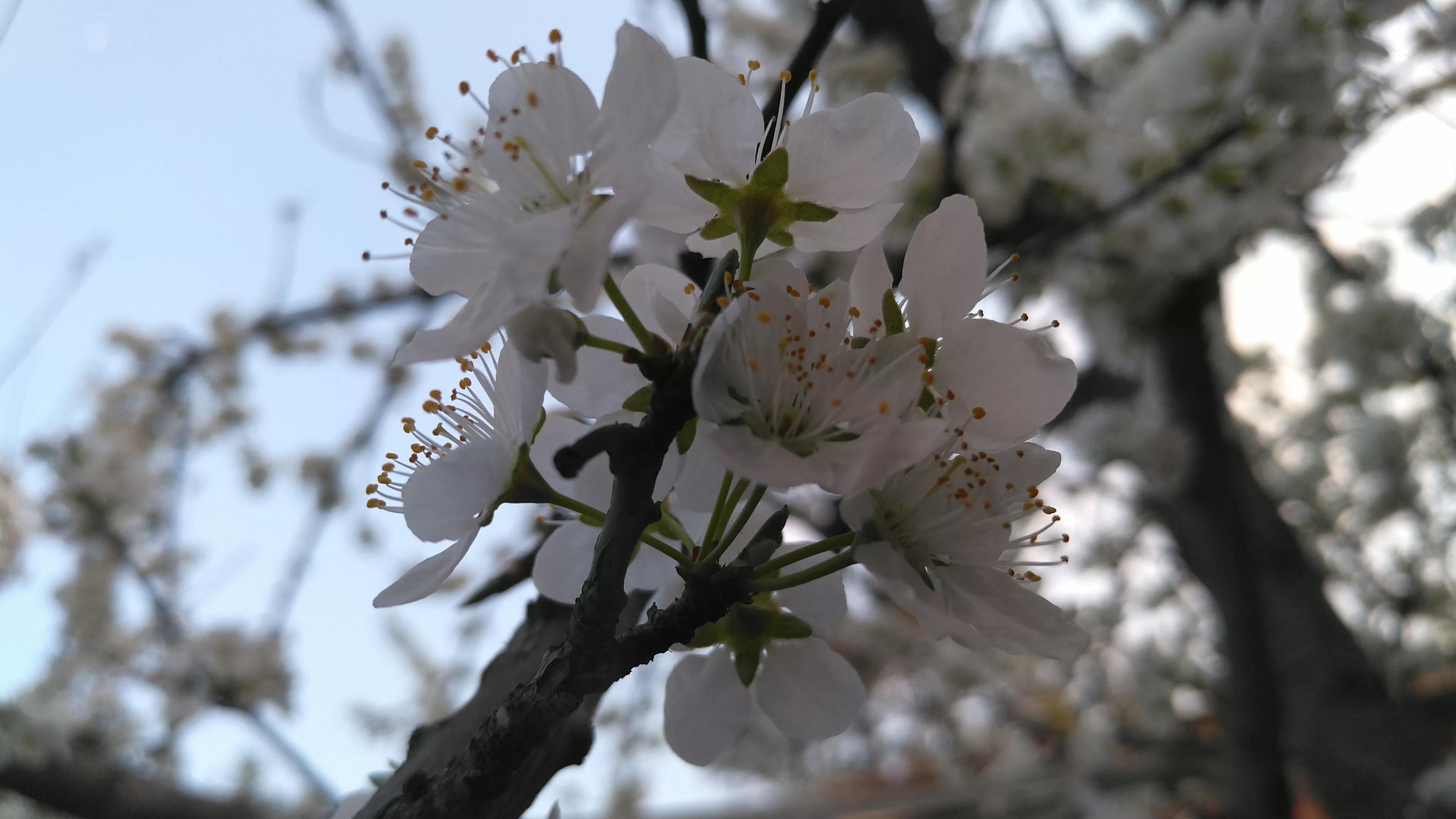 李树开花一树白，银装素裹如堆雪