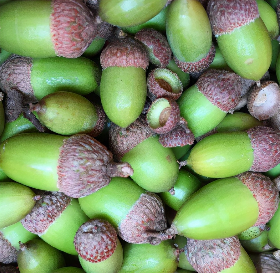 橡子:过去天亮就去捡,能充饥也能做豆腐,现在1斤20元却少人捡