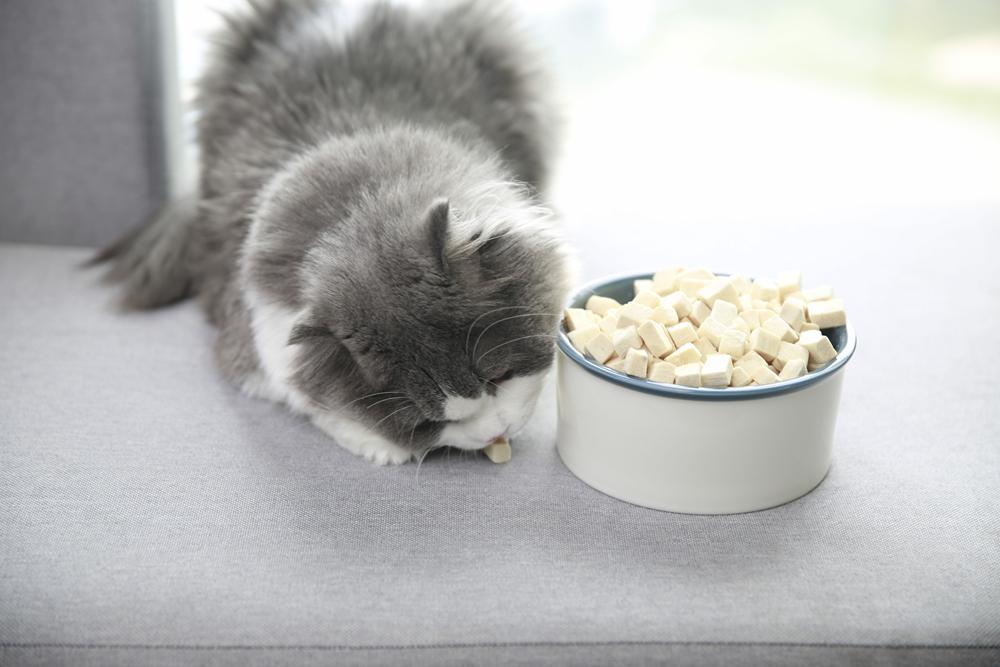 野猫吃什么食物（这10样食物小猫看到都会流口水）