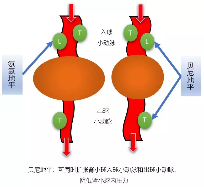 贝尼地平,与氨氯地平的区别
