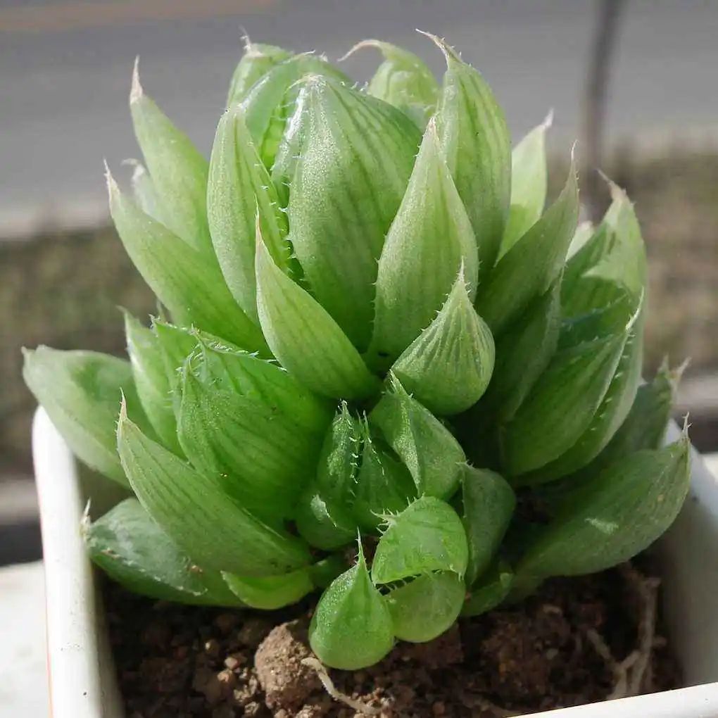 多肉中的翡翠莲花—三角琉璃莲,这么养护,晶莹剔透,水盈盈