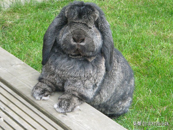 法国垂耳兔多少钱一只,法国垂耳兔好养吗