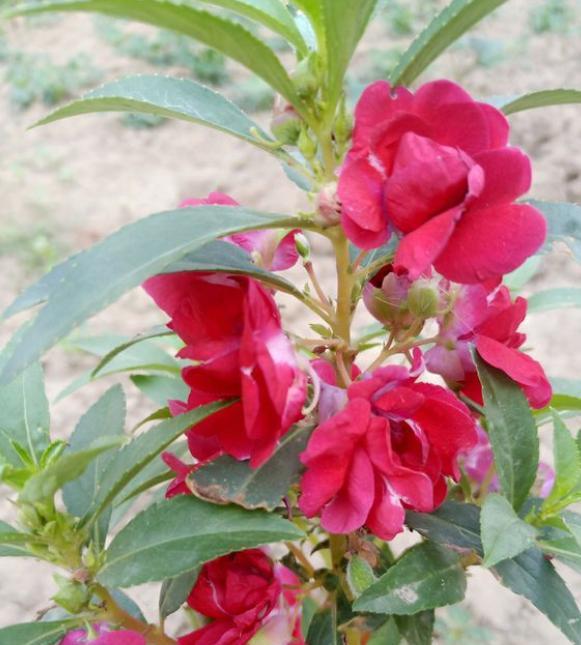 凤仙花的种植方法(盆栽凤仙花,掌握"4步,开花一茬接一茬,轻松爆盆)