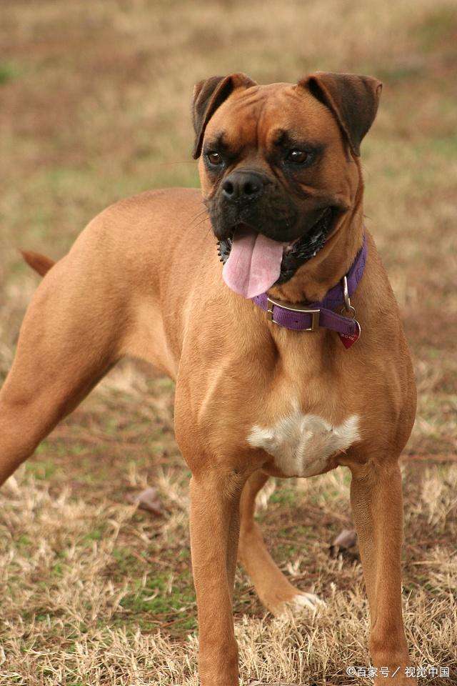 拳师犬多少钱一只(世界名犬no) - bat日报