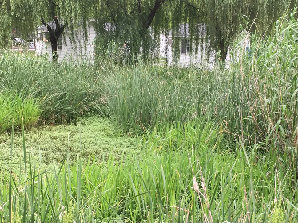 颜值这么高，是哪所高校呢？苏州大学独墅湖校区正在越变越美