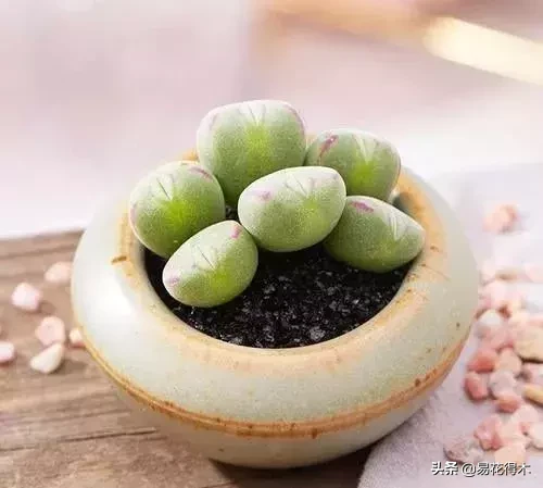 Ƽȴ˵ķӿֲڵ