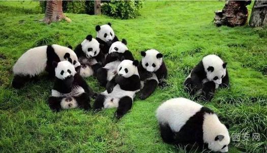 秦岭四宝是指什么（分别是大熊猫、金丝猴、朱鹮、羚牛）-第15张图片