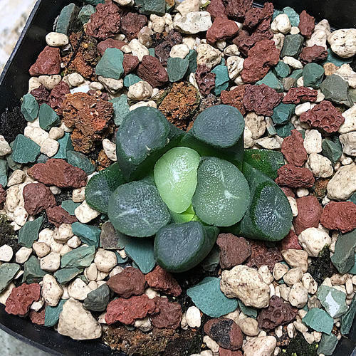 多肉有不少贵重品种,多肉万象虽然好看但不好养,值得养吗?