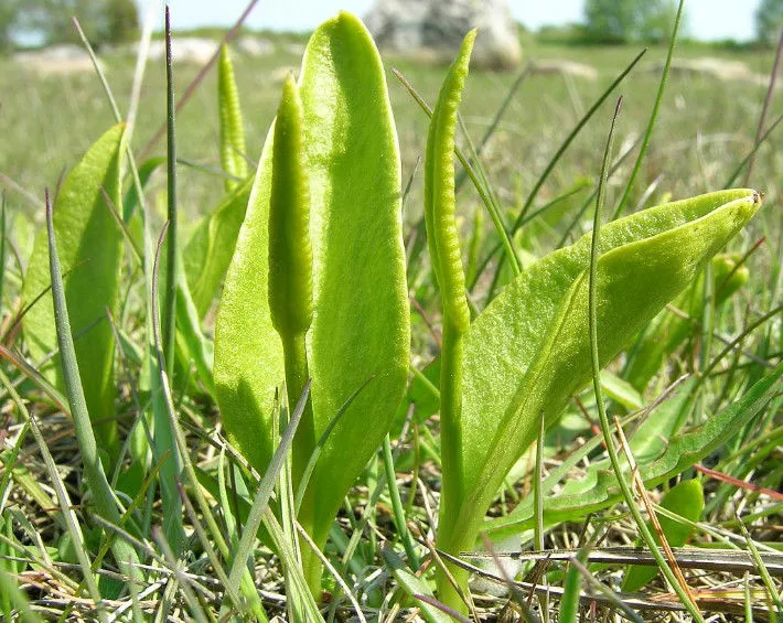 一叶瓶尔小草_晶羽科技