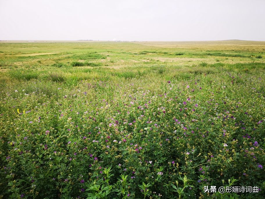 花在草原诗在心：金秋内蒙之旅古典诗词曲拾零悠情