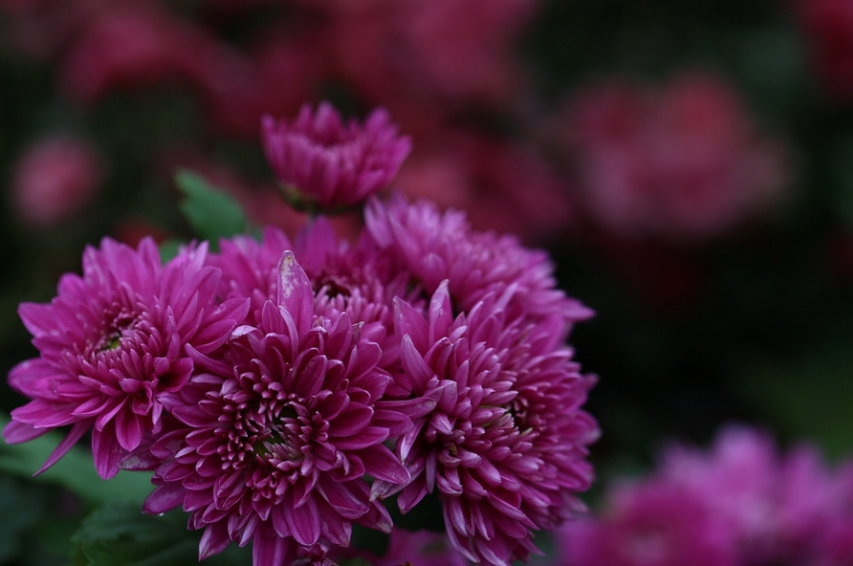 菊花，就是秋日最美的诗词，十二首晚菊诗词，傲骨迎霜，优雅美艳