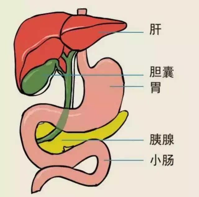 肠胃图片位置图(上腹部不适 赤虎壹号