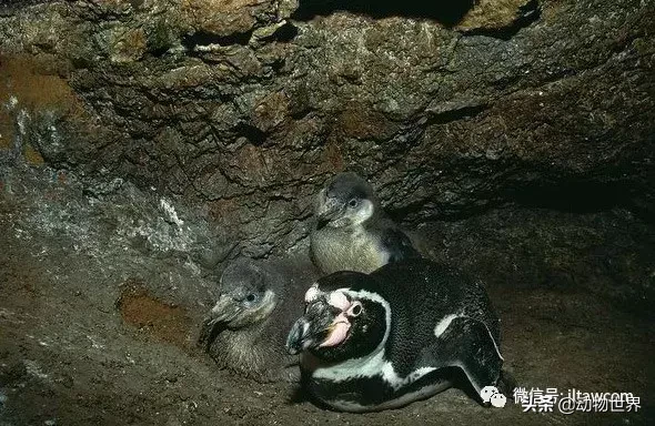 企鹅是鸟吗（带你了解世界上的18种企鹅）