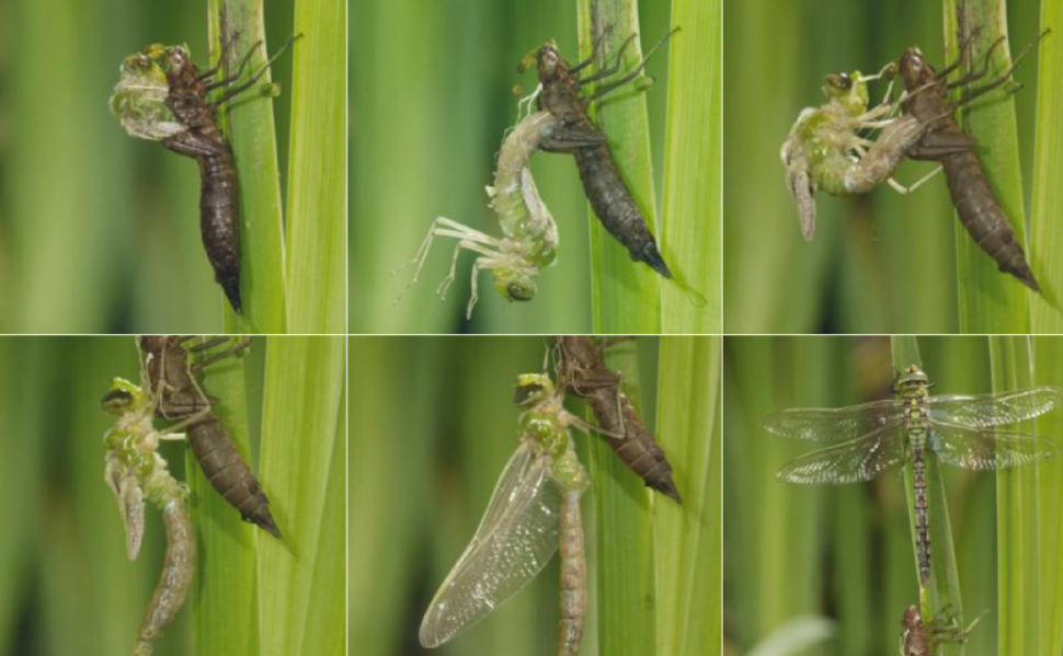 蜻蜓的幼虫——水虿[chài]
