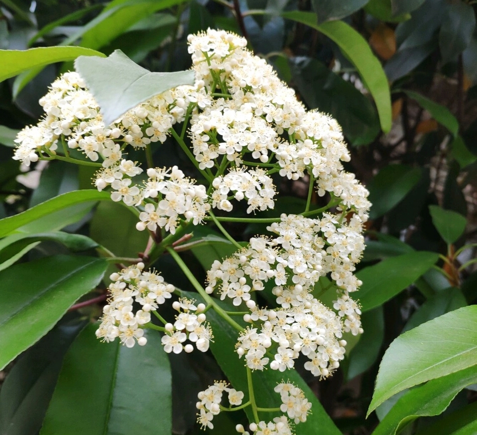 石楠花长什么样(石楠花长什么样子图片)