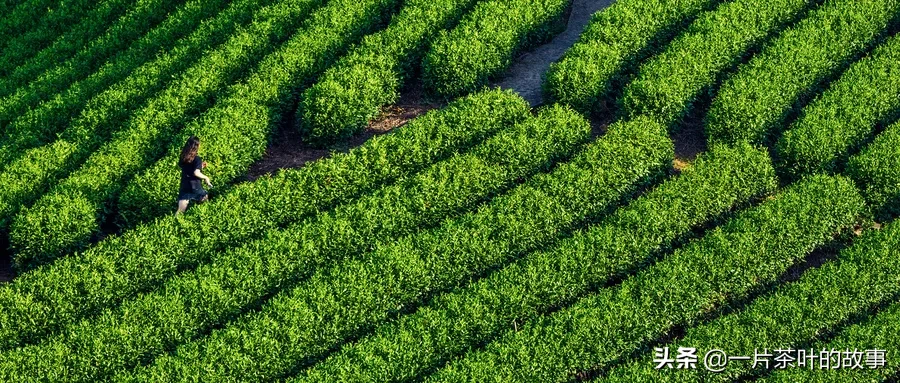十大名优绿茶背后的传说，你知道几个？