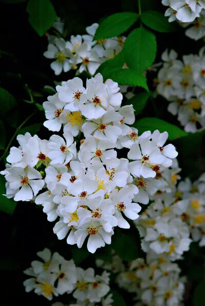 荼蘼～一年春事到荼蘼,三春过后浓芳少