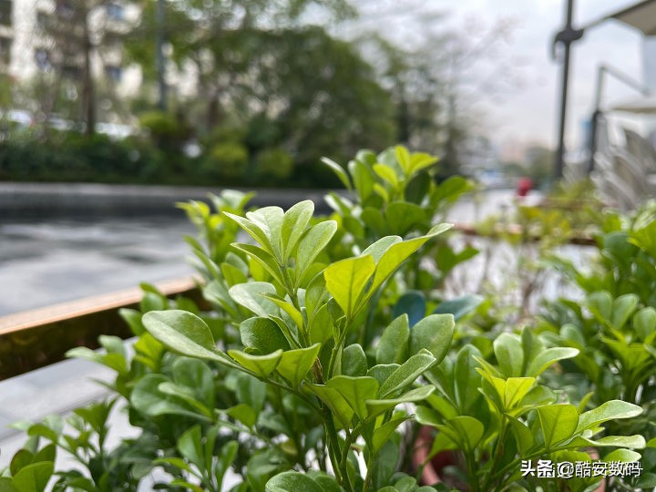 我和我最后的倔强：iPhone 12 mini 浅度使用体验